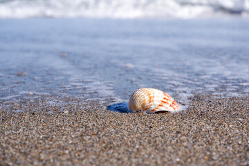 seashell on the beach