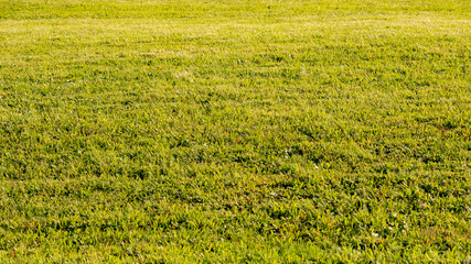 Summer landscape view of green grass field on slope, Green meadow with golden sunlight in the afternoon on hilly side, Nature pattern background, Free copy space for your text.