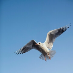 seagull in flight