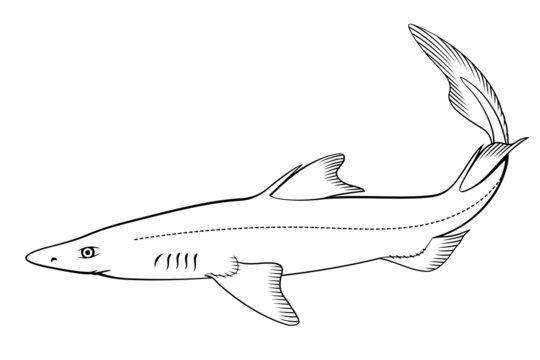 Spiny Dogfish (Spurdog). Vector clipart. All elements are colorable.