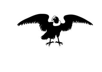 condor del Ecuador