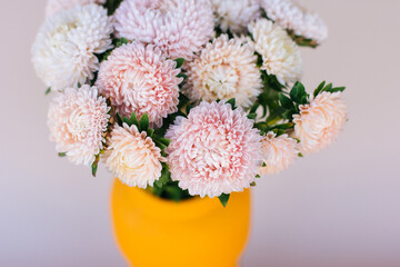 flowers asters pink gray background