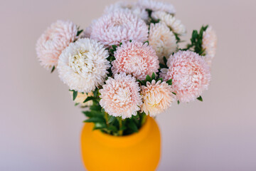 flowers asters pink