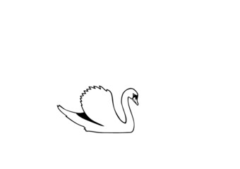 cygne nage