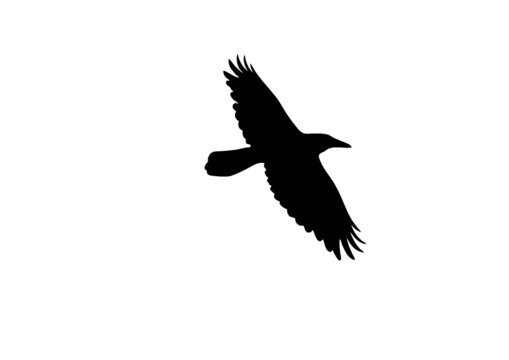 corbeau corvus