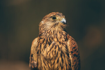 Beautiful Eagle Portrait