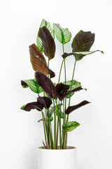 Calathea Majestica Whitestar Plant