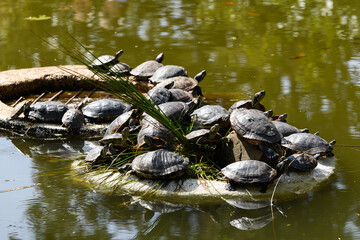 Lot of turtles sunbathing on the pond beach.