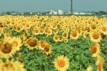 Obraz premium 満開のひまわり畑