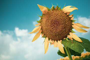 花びらが欠けたひまわりとひまわり畑の風景
