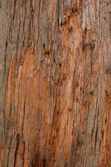 Close up textures of peeling bark on trunk of eucalyptus gum tree ideal as nature background