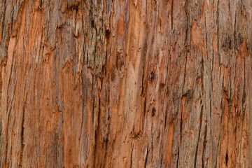 Close up textures of peeling bark on trunk of eucalyptus gum tree ideal as nature background