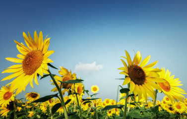 満開のひまわり畑