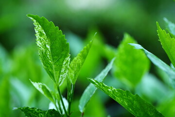 Closeup the young shoots of the Hibiscus rosa-sinensis tree
