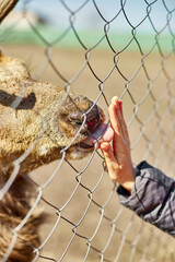 Cute Adult deer licks hand of a little girl, child, deers living in nature field, zoo