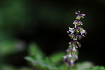 Big Closeup flower of Ocimum tenuiflorum tree on dark background