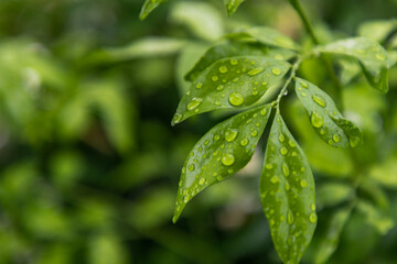 Water drops on wisteria frutescens leaves beautifully blooming in garden. No focus, specifically.