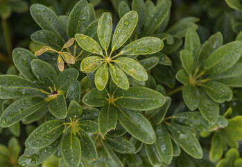 Water drops on Schefflera actinophylla leaves beautifully blooming in garden. Selective focus.