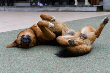 the dog sleeps lying on its back - Powered by Adobe