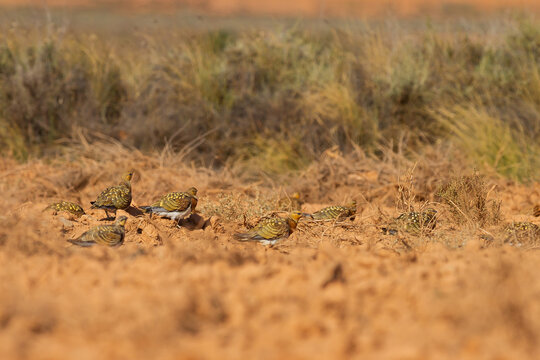 Group of Pin-tailed sandgrouses in their natural habitat captured in Zaragoza, Spain