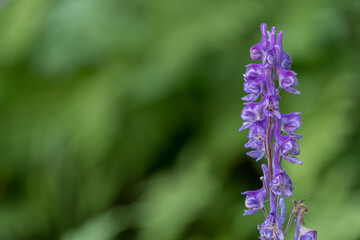 Obraz premium Purple flowers of the the highly poisonous plant Aconitum lycoctonum