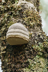 Shelf fungus (Fomes fomentarius). Bracket fungus. Fomes fomentarius growing on a tree. - obrazy, fototapety, plakaty
