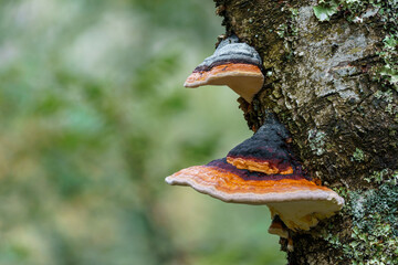 Shelf fungus (Fomes fomentarius). Bracket fungus. Fomes fomentarius growing on a tree. - obrazy, fototapety, plakaty