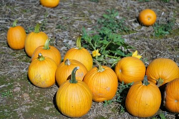 pumpkins in the field