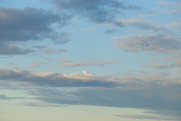 a flock of birds fly away to warm lands against the background of a blue sky with beautiful clouds