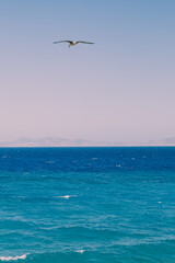 Beautiful landscape view on sea or ocean and seagull bird on sky background.