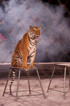 A circus tiger obediently sits on a pedestal in the arena. The grid is stretched around the perimeter of the arena. Smoke in the background