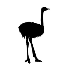 Silhouette of an ostrich animal isolated on a white background.Vector illustration.