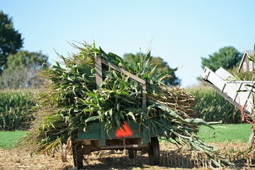 harvesting the corn stalks