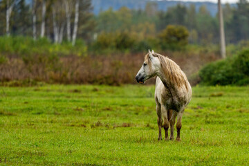 A wite and brown horse eats leaves from a tree hidden 
