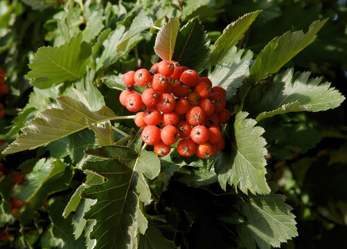Sorbus intermedia tree with red fruits at autumn