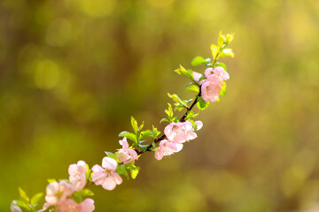 the plum trees bloom, Peach blossoms in bloom