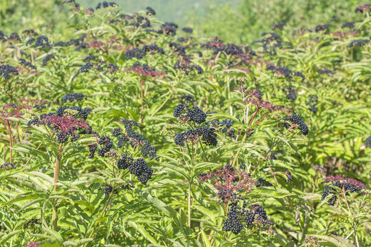 Berries on a danewort (Sambucus Ebulus) plant