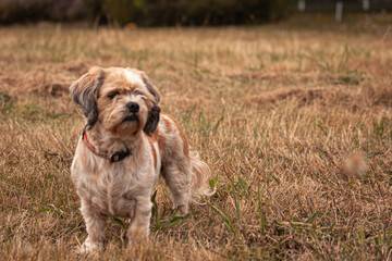 Dog breed Lasha apso for a walk