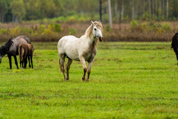 Obraz premium A wite and brown horse eats leaves from a tree hidden 