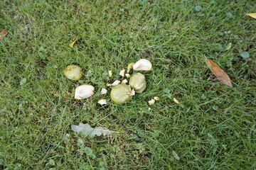 Fruits of the Carya ovata, the shagbark hickory, is a common hickory in the Eastern United States and Southeast Canada. Juglandaceae family. Gnawed by the squirrel. 