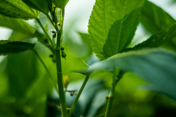 Jute mallow flower and leaf rich in proteins, vitamins and others