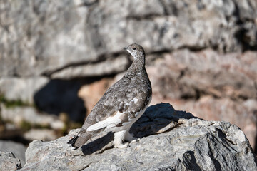 Ptarmigan in its natural habitat between rocks
