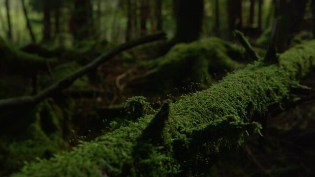 MACRO: Moss covered tree trunk lies on the ground of a dark mystic forest in the picturesque Slovenian countryside. Detailed shot of the lush green moss covering a tree in the middle of dark woods.