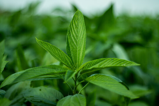 Jute Leaves, Also Known As Saluyot, Jew's Mallow Or Jute Mallow