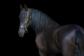 Black frisian stallion close up portrait on black background