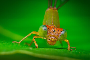 dragonfly on a leaf 