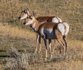 antelope in the wild