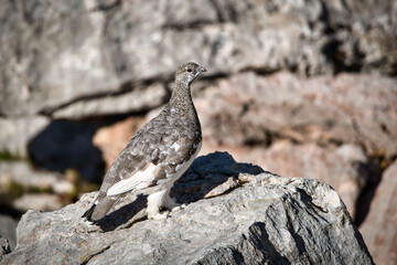 Ptarmigan in its natural habitat between rocks