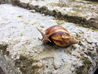 A snail whose Latin name is Achatina fulica is walking on cement bricks