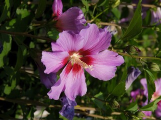 lila and red flowers of hibiskus bush in the garden © Maria Brzostowska